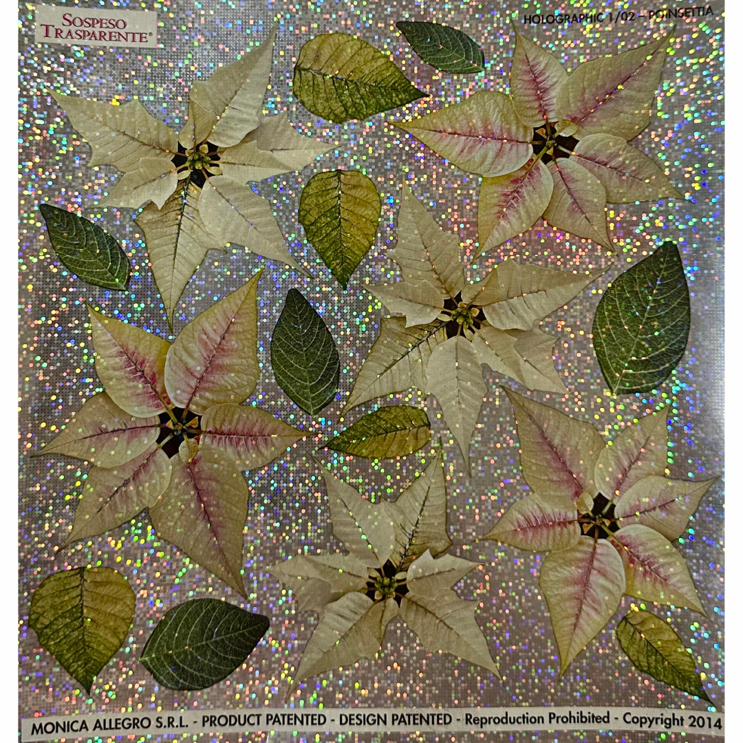 Pellicola Olografica Sospeso Trasparente Poinsettia – Monica Allegro