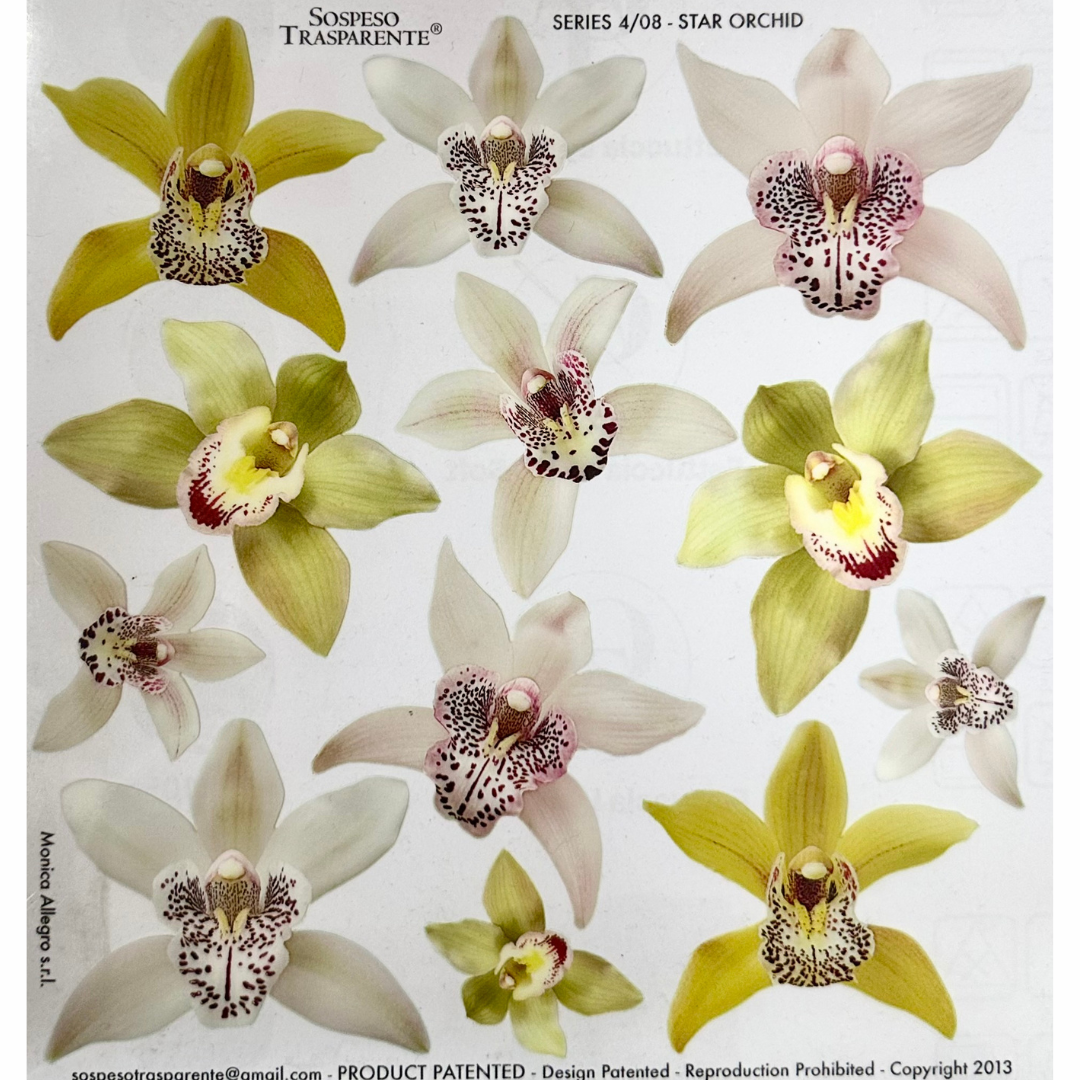 Pellicola Modellabile Sospeso Trasparente Orchid – Monica Allegro
