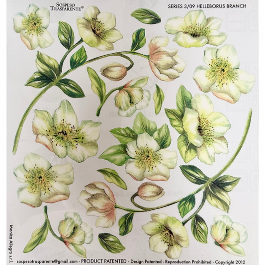 Pellicola Modellabile Sospeso Trasparente Helleborus – Monica Allegro